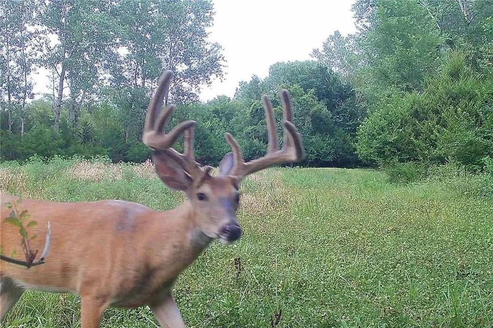 Listing Photo MLS #HMS2547019