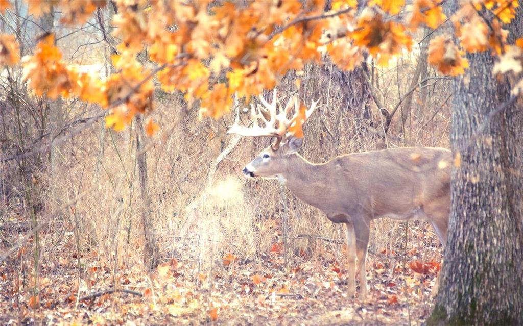 Listing Photo MLS #HMS2555344